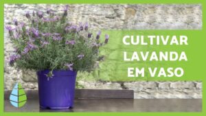How to plant lavender in a small pot